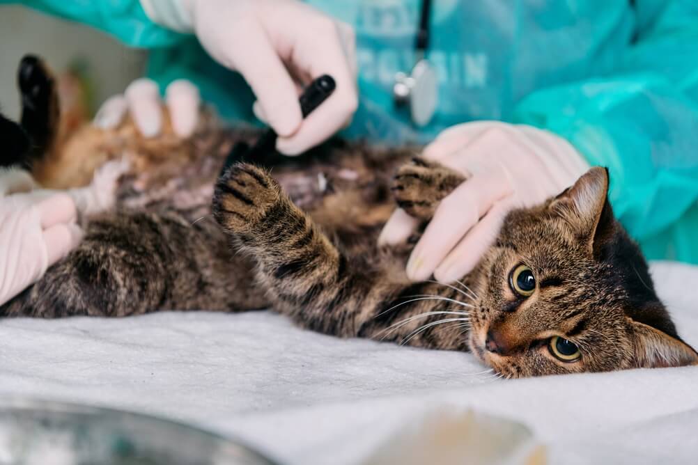 Gastos inesperados de tener mascotas en USA por atención veterinaria y tratamiento médico para un gato.